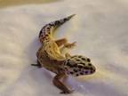 Adopt Rex a Gecko