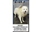 Adopt Boo Boo a Great Pyrenees, Golden Retriever