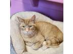 Adopt Tippy a Domestic Short Hair