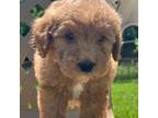 Mutt Puppy for sale in Northbrook, IL, USA