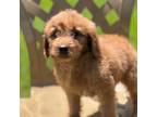 Mutt Puppy for sale in Northbrook, IL, USA