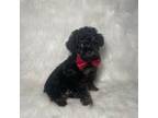 Cavapoo Puppy for sale in Belleview, FL, USA