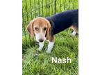 Adopt Nash - Fostered in Omaha a Beagle