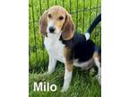 Adopt Milo - Fostered in Omaha a Beagle