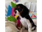 Cavalier King Charles Spaniel Puppy for sale in New Market, VA, USA