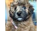 Poodle (Toy) Puppy for sale in New Market, VA, USA