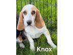 Adopt Knox - Fostered in Omaha a Beagle