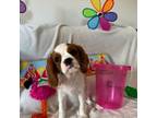 Cavalier King Charles Spaniel Puppy for sale in New Market, VA, USA