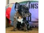 French Bulldog Puppy for sale in Keatchie, LA, USA