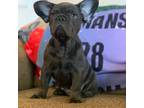 French Bulldog Puppy for sale in Keatchie, LA, USA