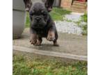 French Bulldog Puppy for sale in Sandy Hook, CT, USA