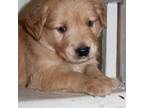 Golden Retriever Puppy for sale in Hillsboro, WI, USA
