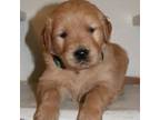 Golden Retriever Puppy for sale in Hillsboro, WI, USA