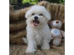 Bichon Frise Puppy for sale in Andrews, SC, USA