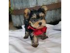 Yorkshire Terrier Puppy for sale in Bolivar, MO, USA