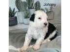 Mutt Puppy for sale in Tucson, AZ, USA