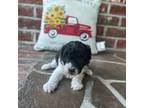 Poodle (Toy) Puppy for sale in Walstonburg, NC, USA