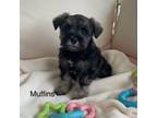 Schnauzer (Miniature) Puppy for sale in Sugarcreek, OH, USA