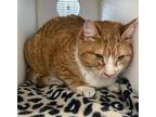 Davey Domestic Shorthair Adult Male