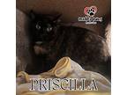 Priscilla Domestic Shorthair Adult Female