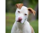 Adopt Roadie a Pit Bull Terrier