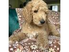 Goldendoodle Puppy for sale in Magnolia, TX, USA