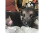German Shepherd Dog Puppy for sale in Bryson City, NC, USA