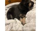 German Shepherd Dog Puppy for sale in Bryson City, NC, USA