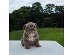 Bulldog Puppy for sale in High Ridge, MO, USA