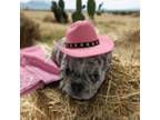 French Bulldog Puppy for sale in Haskell, OK, USA