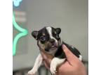 French Bulldog Puppy for sale in Parlin, NJ, USA