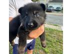 German Shepherd Dog Puppy for sale in Smyrna, DE, USA