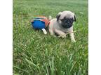 Pug Puppy for sale in Kellogg, MN, USA