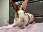 Adopt Jenson a Bunny Rabbit, Lionhead