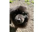 Adopt Ducky a Chow Chow