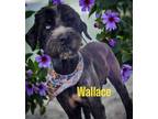 Adopt Wallace a Collie, Poodle