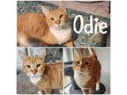 Odie Domestic Shorthair Male