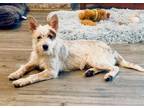 Adopt Wally a Terrier, Cattle Dog