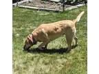 Sadie Rose Labrador Retriever Adult Female