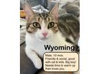 Adopt Wyoming aka Wyatt a Domestic Short Hair