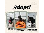 Adopt Igor, Alexis, and Vincent a American Shorthair
