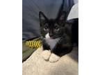 Adopt Pearl's Alexandrite KITTEN a Domestic Short Hair