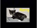 REMY Domestic Longhair Kitten Male