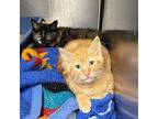 Sunny Domestic Shorthair Kitten Male