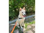 Cream Shiba Inu Puppy Female