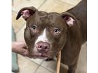 Adopt Hickory (mcas) a Pit Bull Terrier