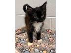 Sweet Tooth Domestic Longhair Kitten Male