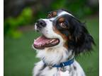 Adopt Available - Charlie a English Setter