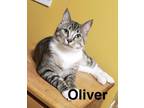 Adopt Oliver (24-245) & Twist (24-246) a Domestic Short Hair