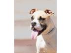 Adopt Darby a Boxer